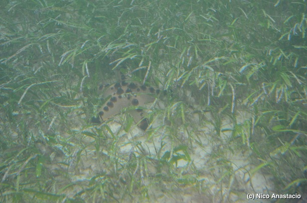 starfish in the seagrasses