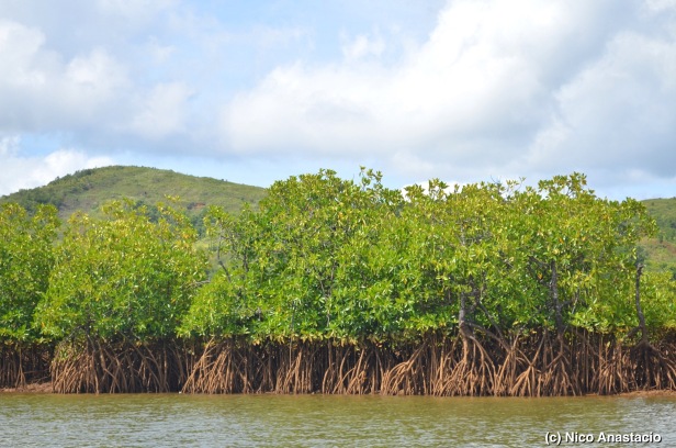 Mangrove forest along the Maytubig river